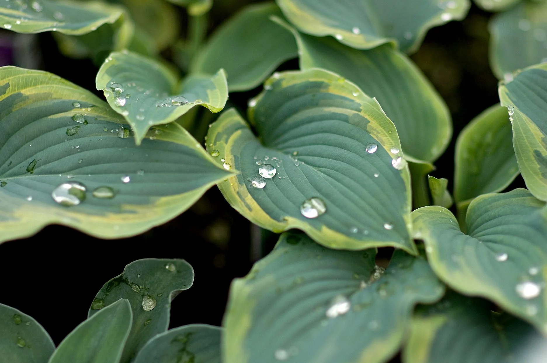 Hosta Lily flower Seeds for Planting Elevate Your Gardening Experience with Stunning, Long lasting Blooms - Image 6