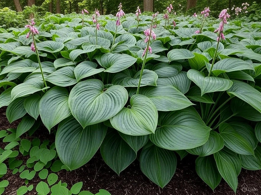 Hosta Lily flower Seeds for Planting Elevate Your Gardening Experience with Stunning, Long lasting Blooms - Image 7