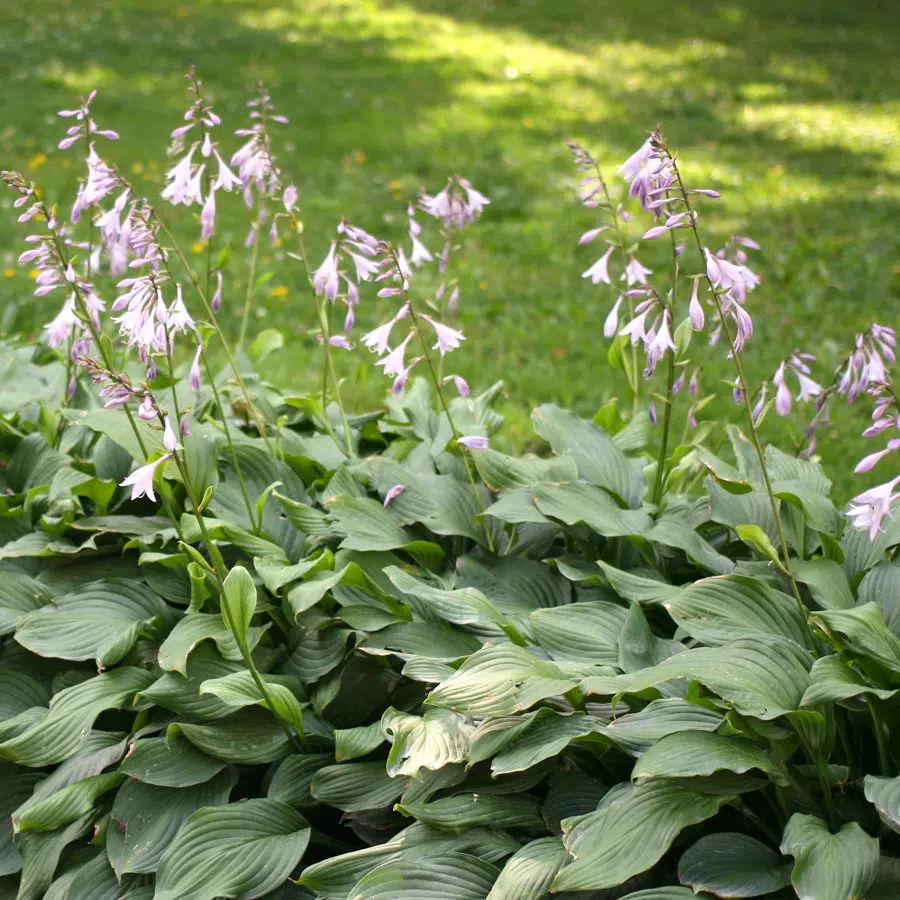 Hosta Lily flower Seeds for Planting Elevate Your Gardening Experience with Stunning, Long lasting Blooms - Image 8
