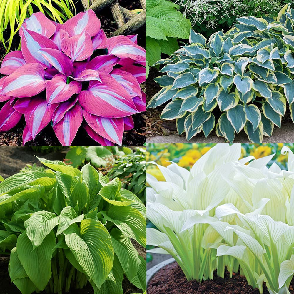 Hosta Seeds (Hosta Mix Plant Seeds) - Hardy Perennial Mix for Shade Gardens