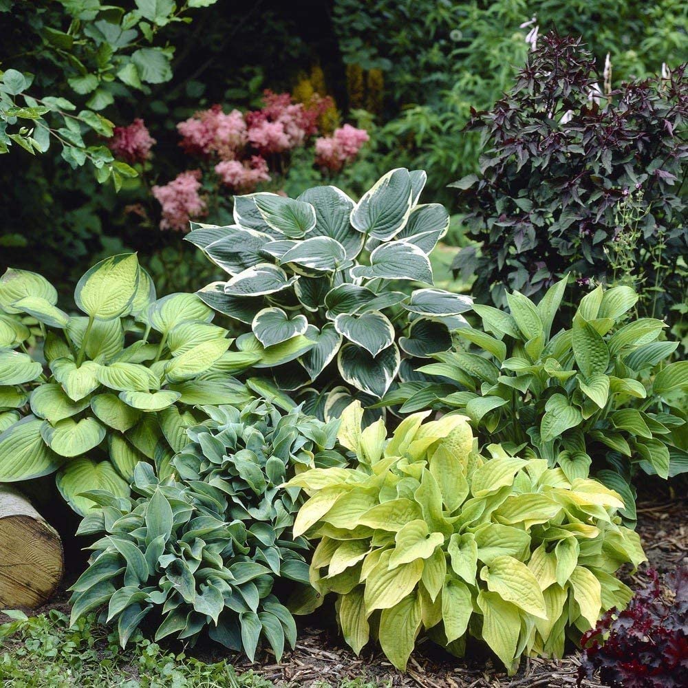Hosta Seeds (Hosta Mix Plant Seeds) - Hardy Perennial Mix for Shade Gardens - Image 3