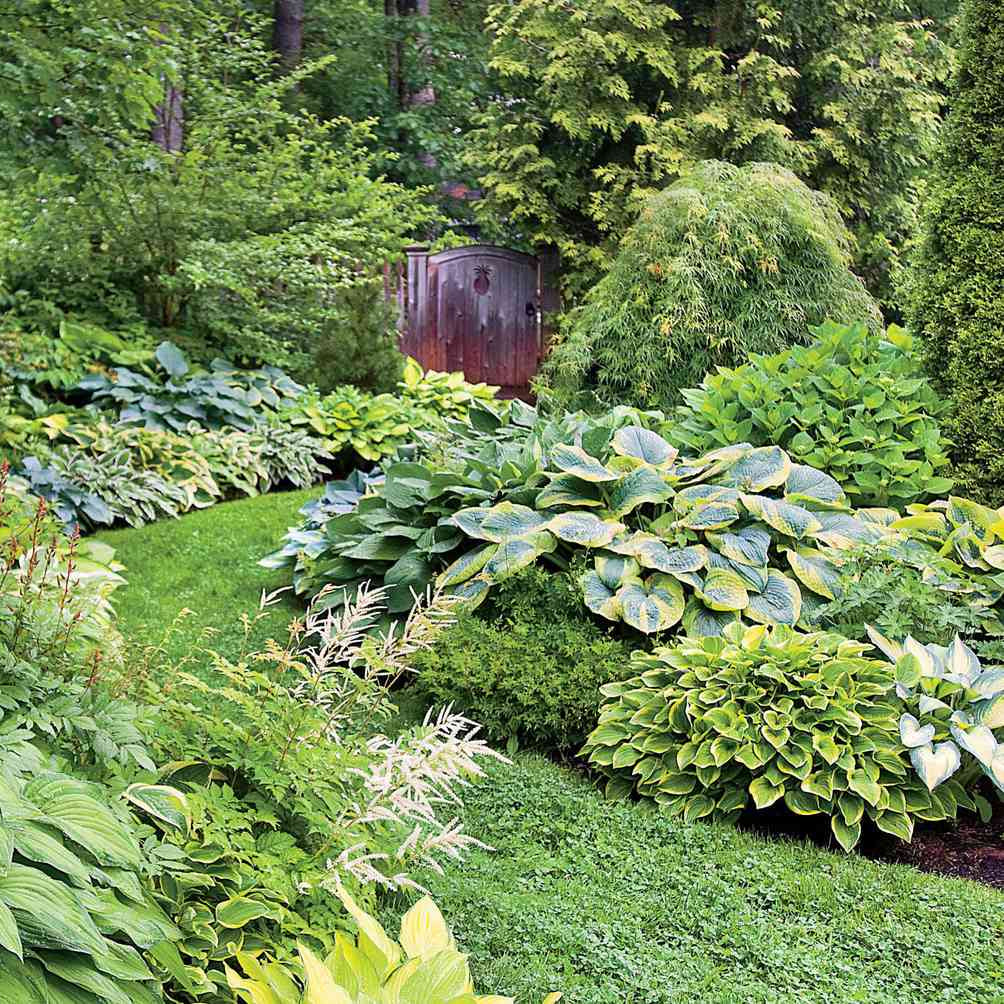Hosta Seeds (Hosta Mix Plant Seeds) - Hardy Perennial Mix for Shade Gardens - Image 4