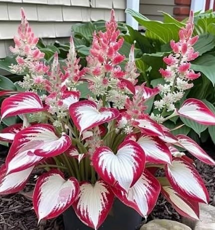 Hosta Plant Seeds White And Red - Image 3