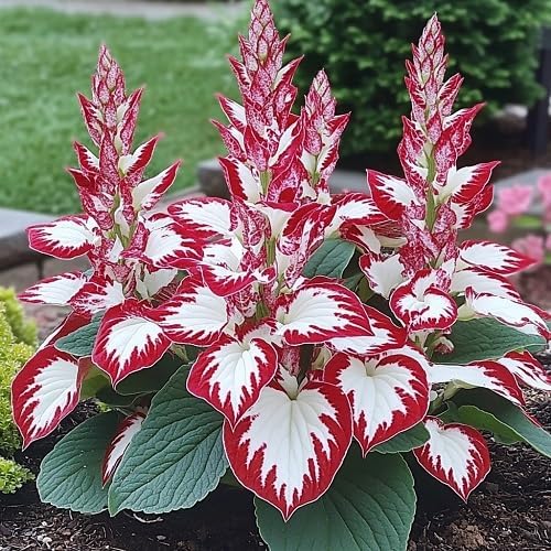 Hosta Plant Seeds White And Red - Image 4
