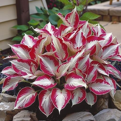Hosta Plant Seeds White And Red - Image 5