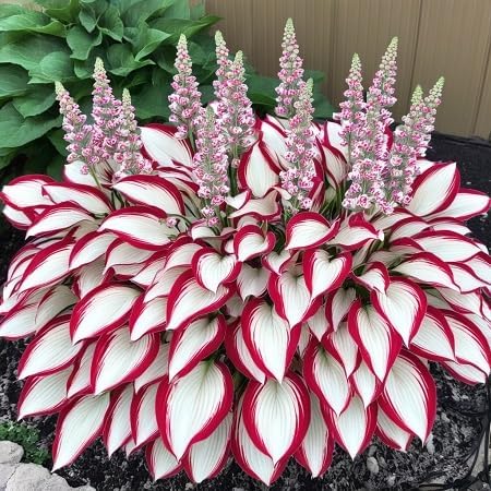 Hosta Plant Seeds White And Red - Image 6