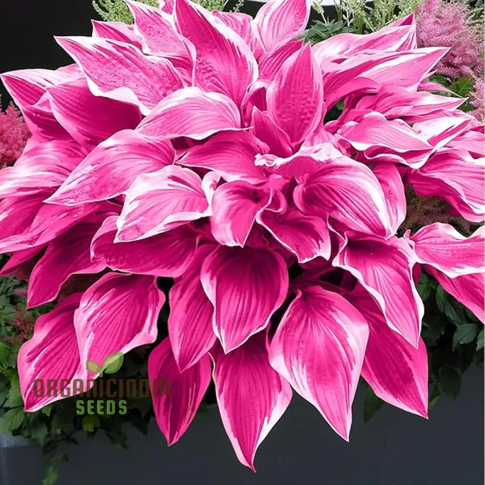Hosta Seed Bonsai Plant  Rare Blooming Seeds