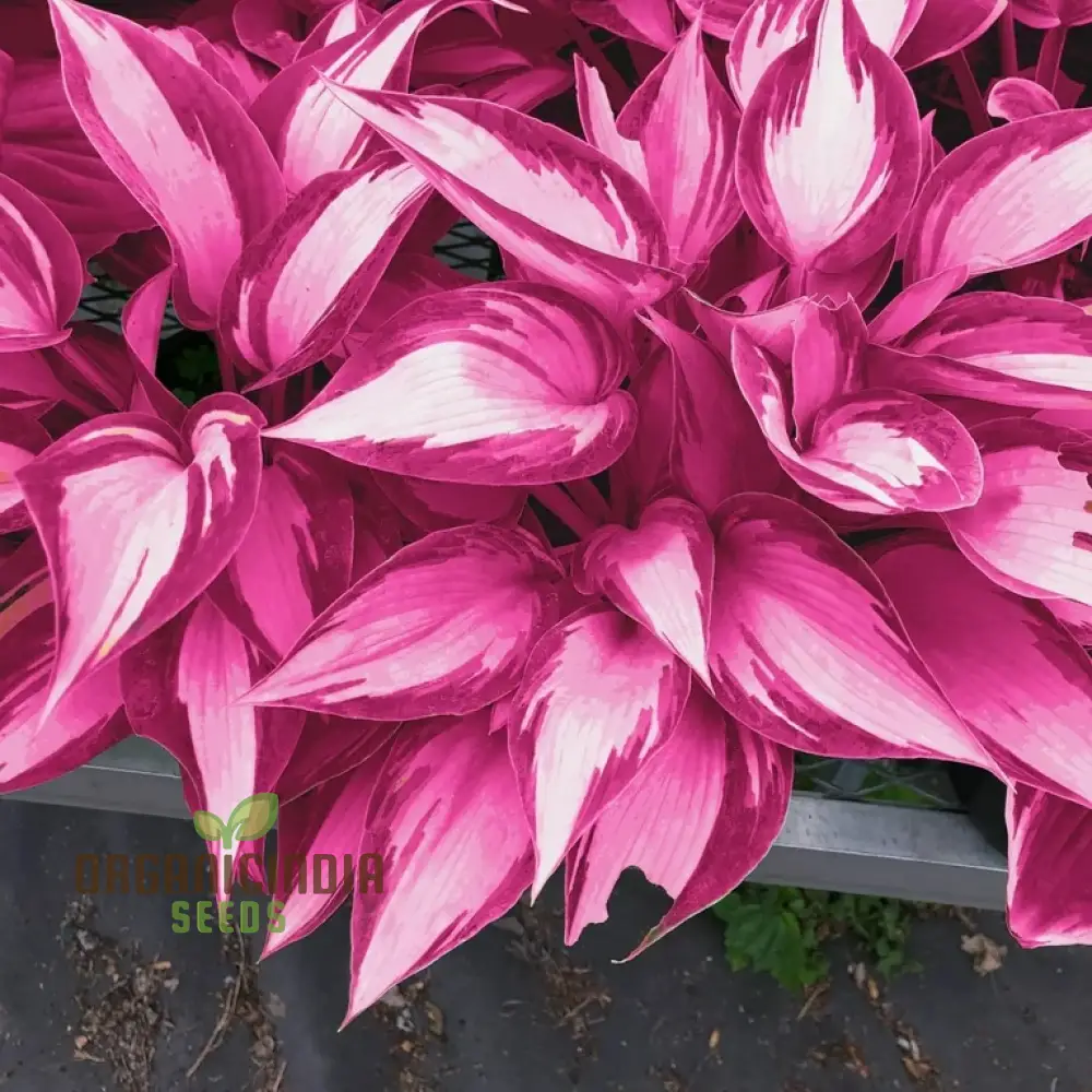 Hosta Seed Bonsai Plant  Rare Blooming Seeds - Image 2