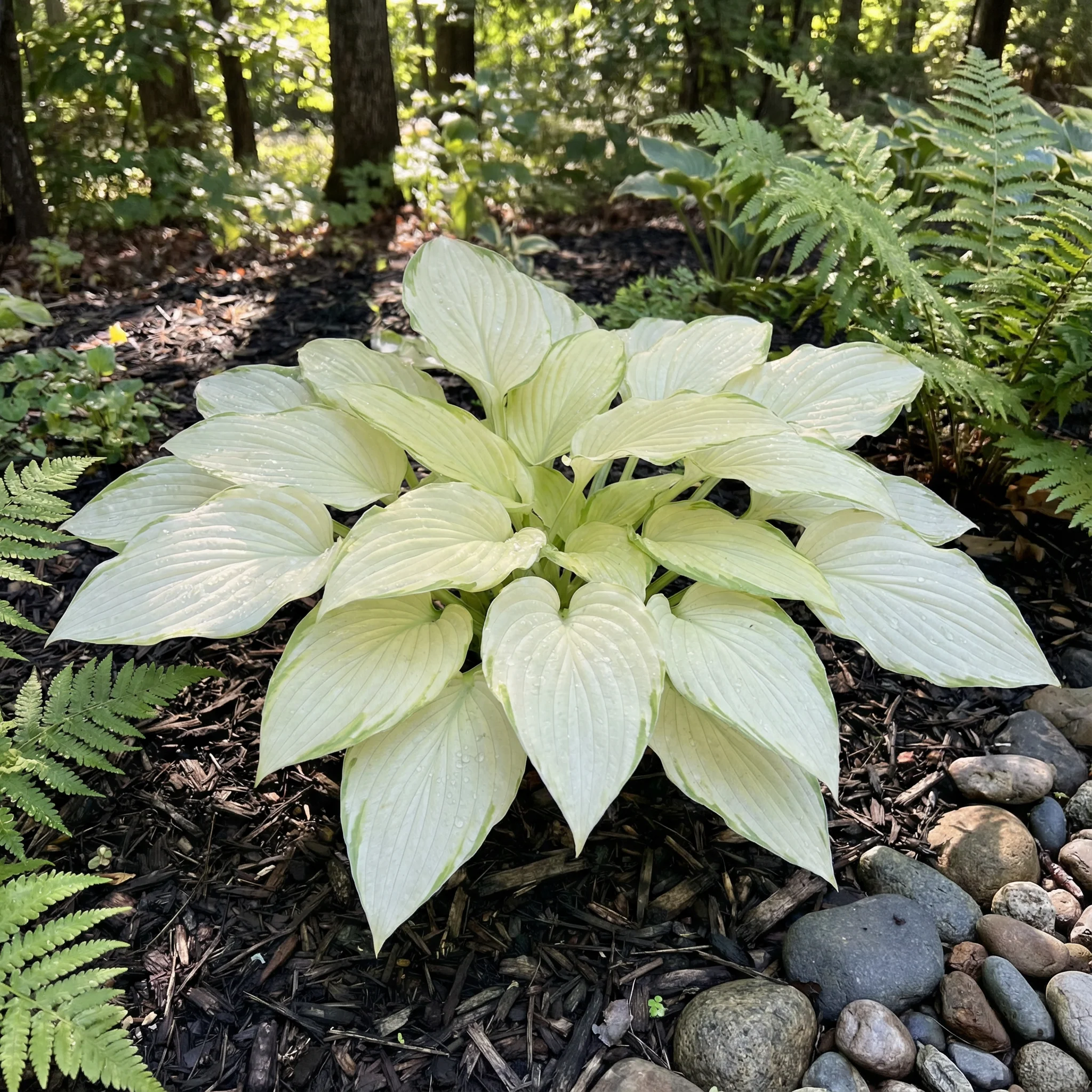 Hosta Seeds for Planting – Heirloom, Non-GMO, Perennial Shade Plant, Hosta spp. Foliage Variety - Image 14