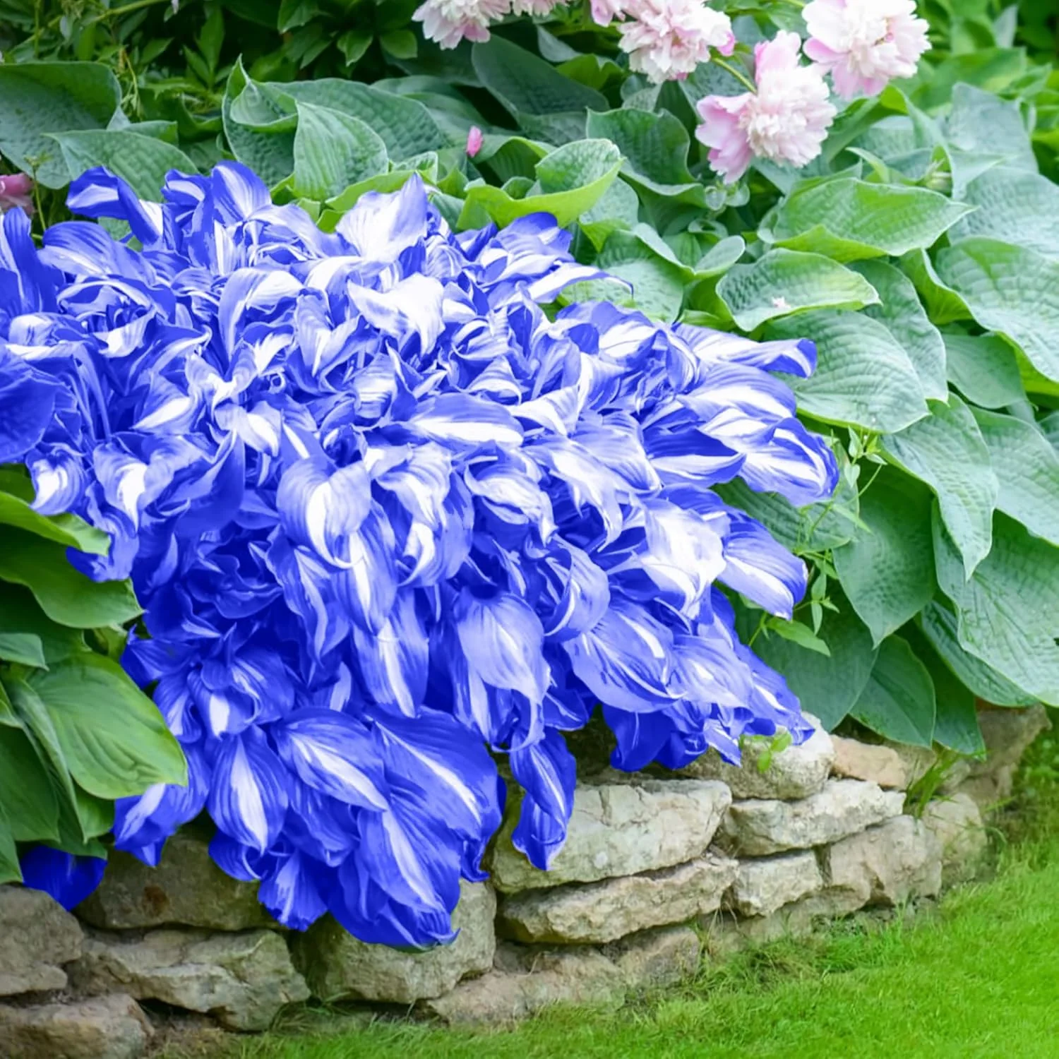 Hosta Seeds for Planting – Heirloom, Non-GMO, Perennial Shade Plant, Hosta spp. Foliage Variety - Image 26