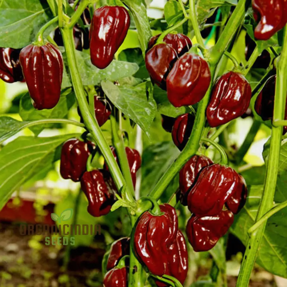 Hot Chilli Pepper 'Habanero Chocolate', A Detailed Guide to Planting and Growing Fiery Habanero Vegetable Seeds