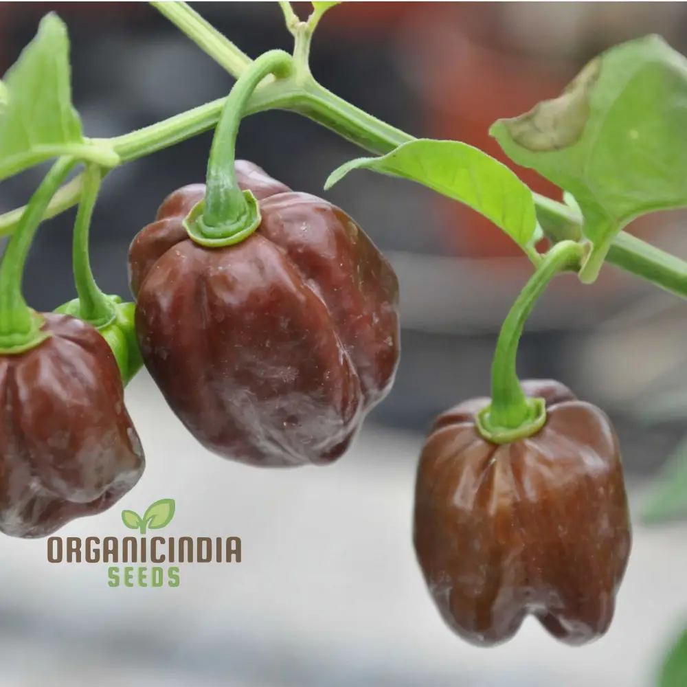 Hot Chilli Pepper 'Habanero Chocolate', A Detailed Guide to Planting and Growing Fiery Habanero Vegetable Seeds - Image 3