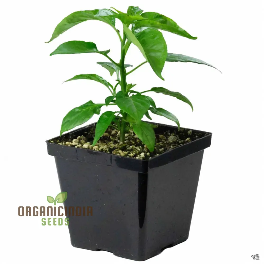 Hot Chilli Pepper 'Habanero Chocolate', A Detailed Guide to Planting and Growing Fiery Habanero Vegetable Seeds - Image 4