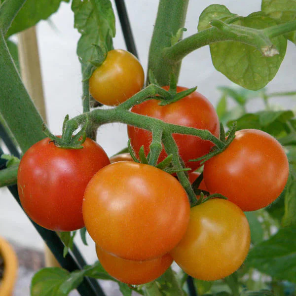 Hot Climates Tomato Seeds - Heat-Tolerant, High-Yielding Varieties for Sunny Gardens