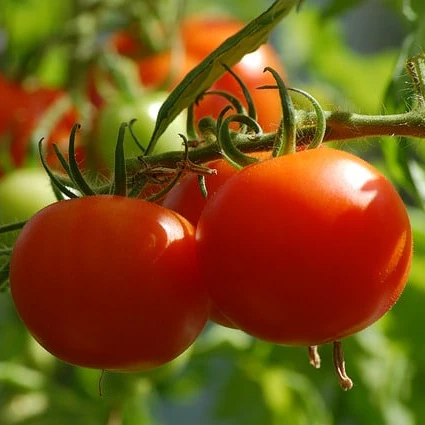 Hot Climates Tomato Seeds - Heat-Tolerant, High-Yielding Varieties for Sunny Gardens - Image 2