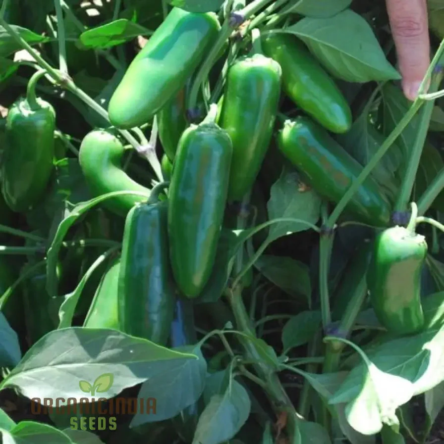 Hot Jalisco F1 Seeds for Planting and Gardening Premium Quality Organic Seeds