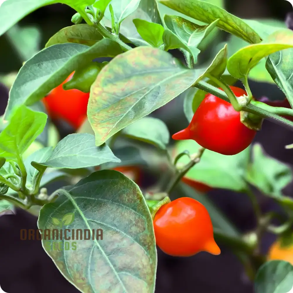 Hot Pepper Biquinho Red Vegetable Seeds for Gardeners, Grow Vibrant, Spicy Red Peppers Perfect for Home Gardens