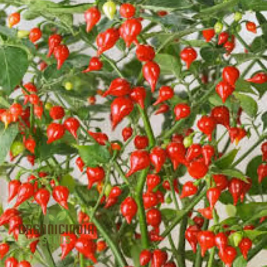 Hot Pepper Biquinho Red Vegetable Seeds for Gardeners, Grow Vibrant, Spicy Red Peppers Perfect for Home Gardens - Image 3