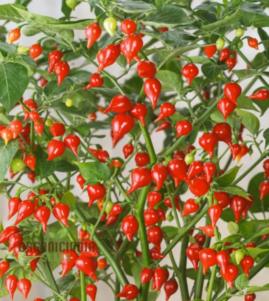 Hot Pepper Biquinho Red Vegetable Seeds for Gardeners, Grow Vibrant, Spicy Red Peppers Perfect for Home Gardens - Image 4