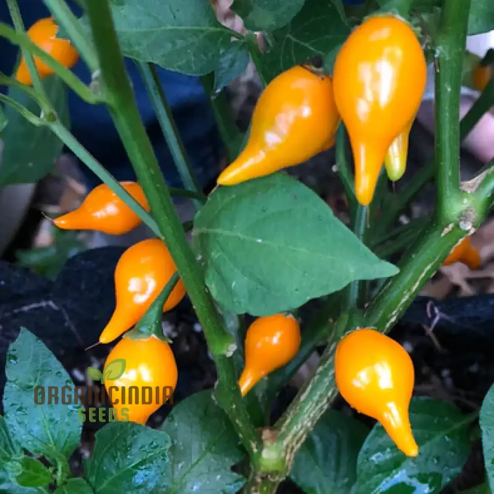 Hot Pepper Biquinho Yellow Seeds Elevate Your Gardening with Bold, Flavorful Harvests!