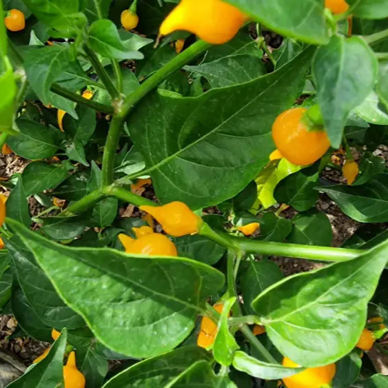 Hot Pepper Biquinho Yellow Seeds Elevate Your Gardening with Bold, Flavorful Harvests! - Image 3