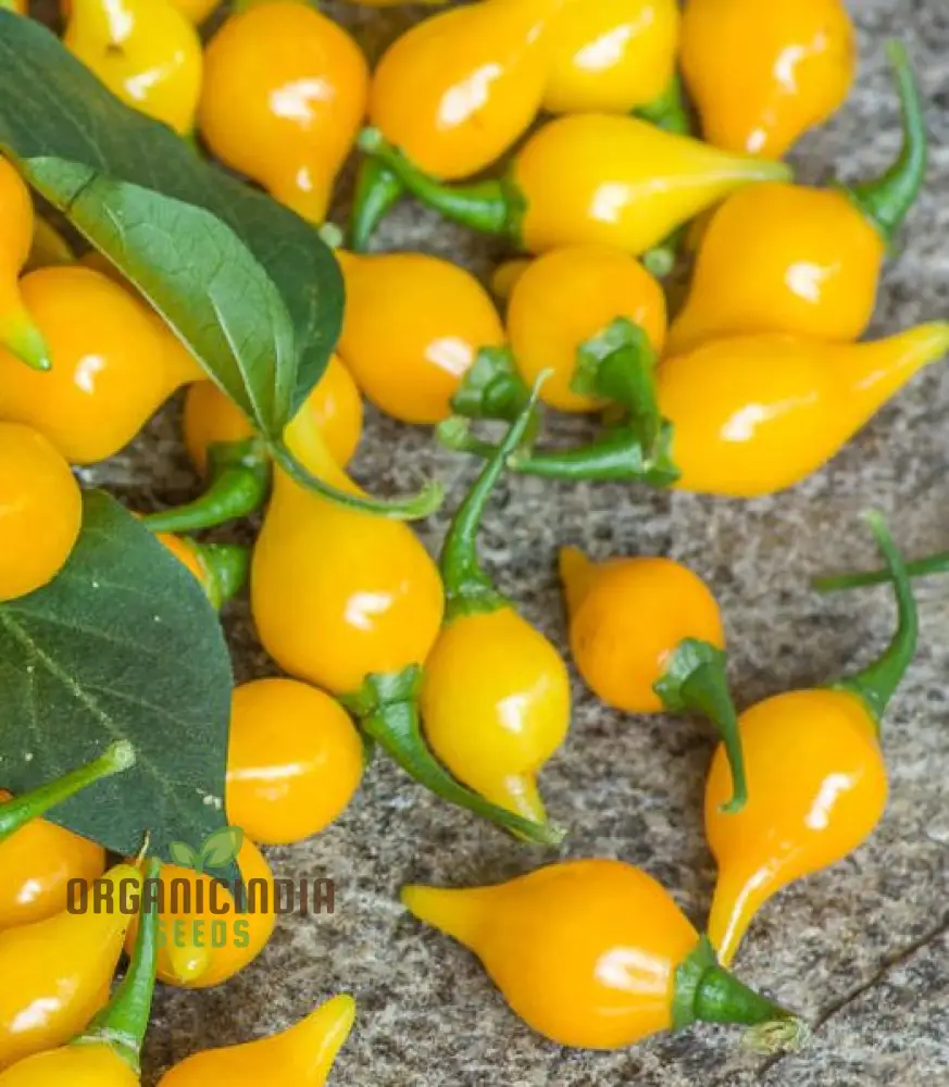 Hot Pepper Biquinho Yellow Seeds Elevate Your Gardening with Bold, Flavorful Harvests! - Image 4