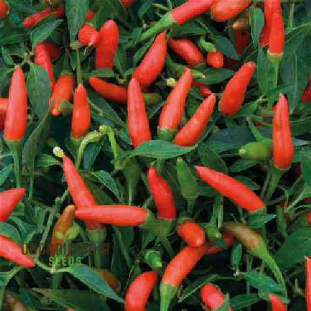 Hot Pepper Demon Red Vegetable Seeds for Planting, Premium Quality Seeds for Home Gardening