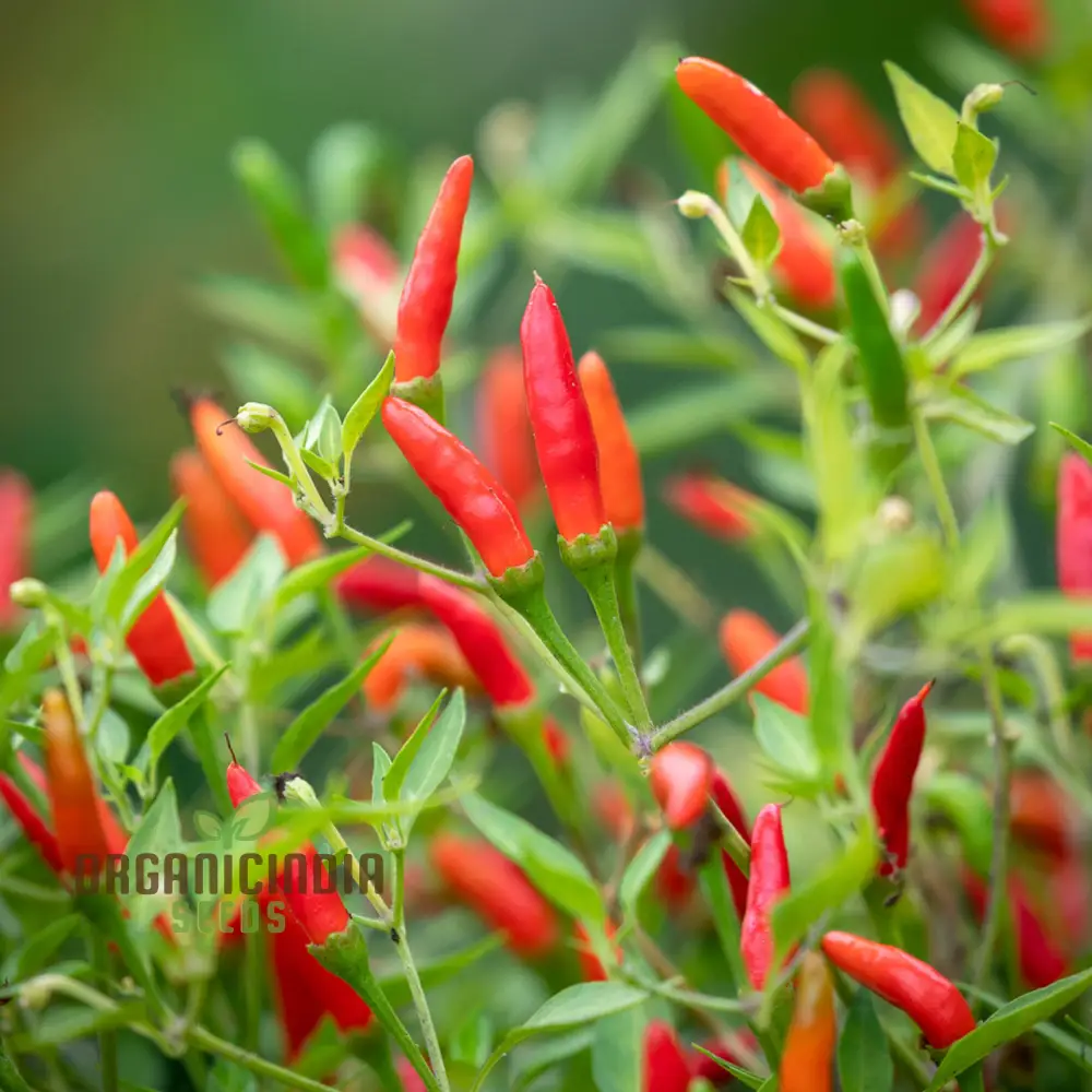 Hot Pepper Demon Red Vegetable Seeds for Planting, Premium Quality Seeds for Home Gardening - Image 3