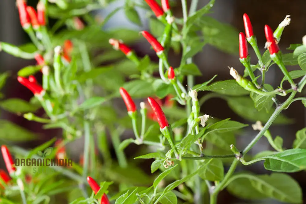 Hot Pepper Demon Red Vegetable Seeds for Planting, Premium Quality Seeds for Home Gardening - Image 4