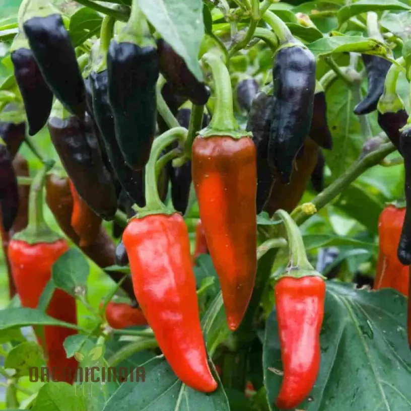 Hot Pepper Gusto Purple Seeds Cultivate Vibrant, Flavorful Peppers for a Bold Harvest!