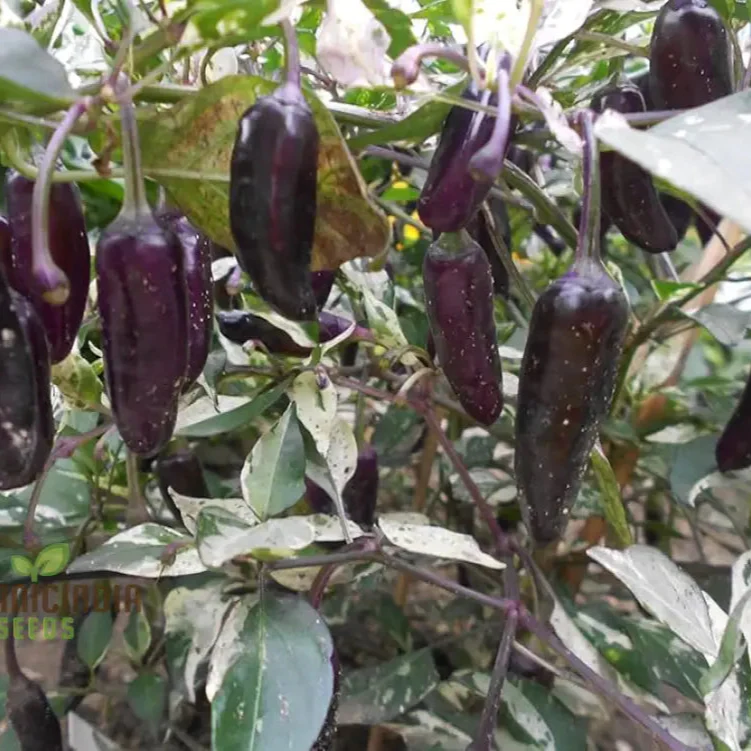 Hot Pepper Gusto Purple Seeds Cultivate Vibrant, Flavorful Peppers for a Bold Harvest! - Image 3