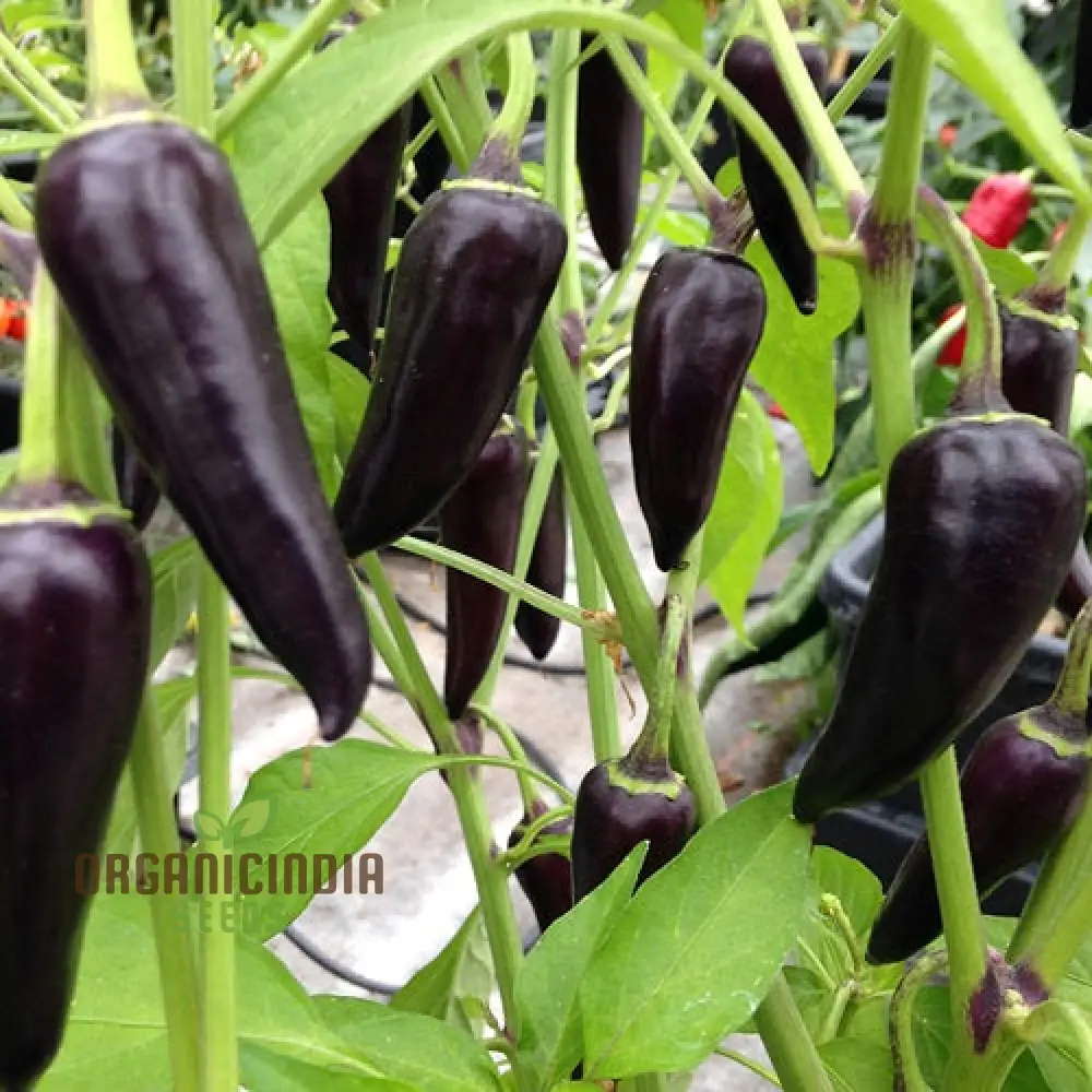 Hot Pepper Gusto Purple Seeds Cultivate Vibrant, Flavorful Peppers for a Bold Harvest! - Image 4