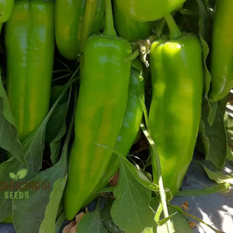 Hot Pepper Seeds - Anaheim Chili for Vibrant Flowers | Ideal for Planting in Your Garden