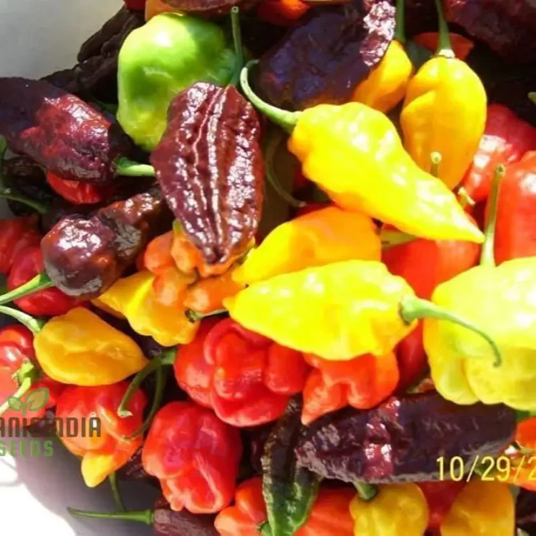 Hot Pepper Seeds - Caribbean Blend for Vibrant Flowers and Garden Planting - Image 3