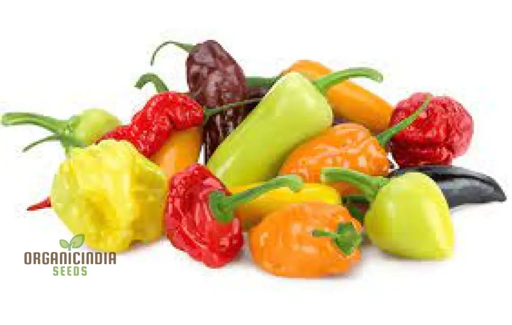 Hot Pepper Seeds - Caribbean Blend for Vibrant Flowers and Garden Planting - Image 4