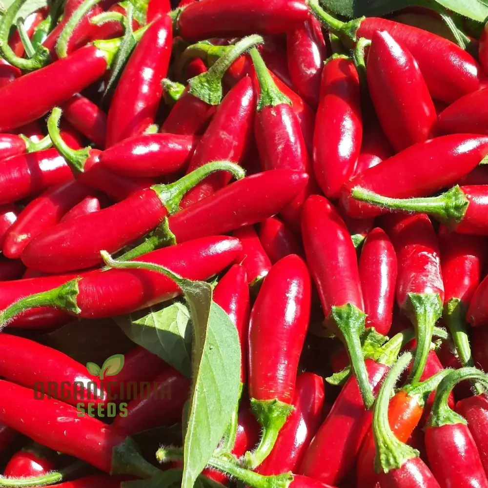 Hot Pepper Serrano Vegetable Seeds for Planting, Seeds for Thriving Vegetable Gardens