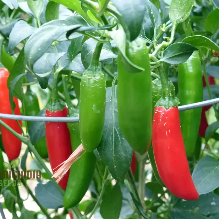 Hot Pepper Serrano Vegetable Seeds for Planting, Seeds for Thriving Vegetable Gardens - Image 3