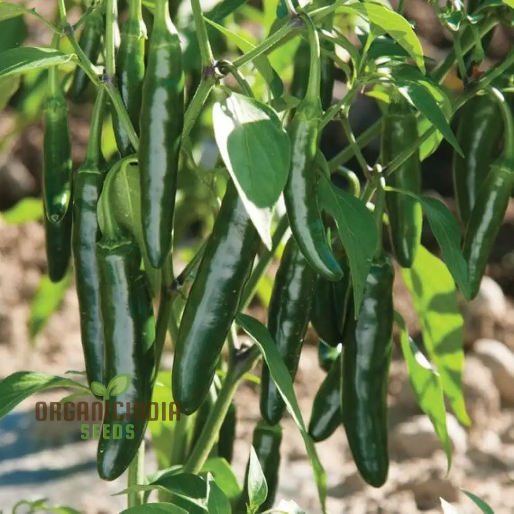 Hot Pepper Serrano Vegetable Seeds for Planting, Seeds for Thriving Vegetable Gardens - Image 4