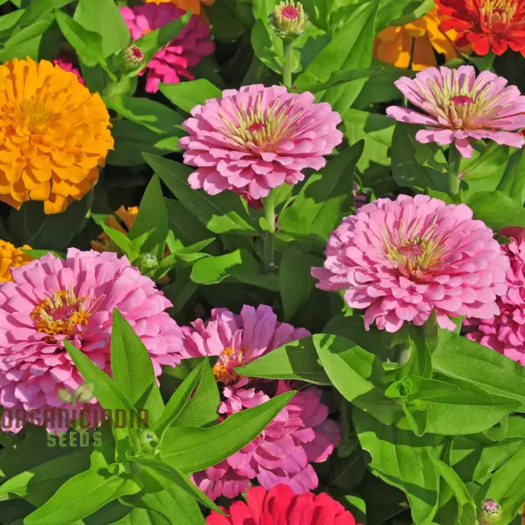 Hot Pink Zinnia Flower Seeds for Planting - Image 4