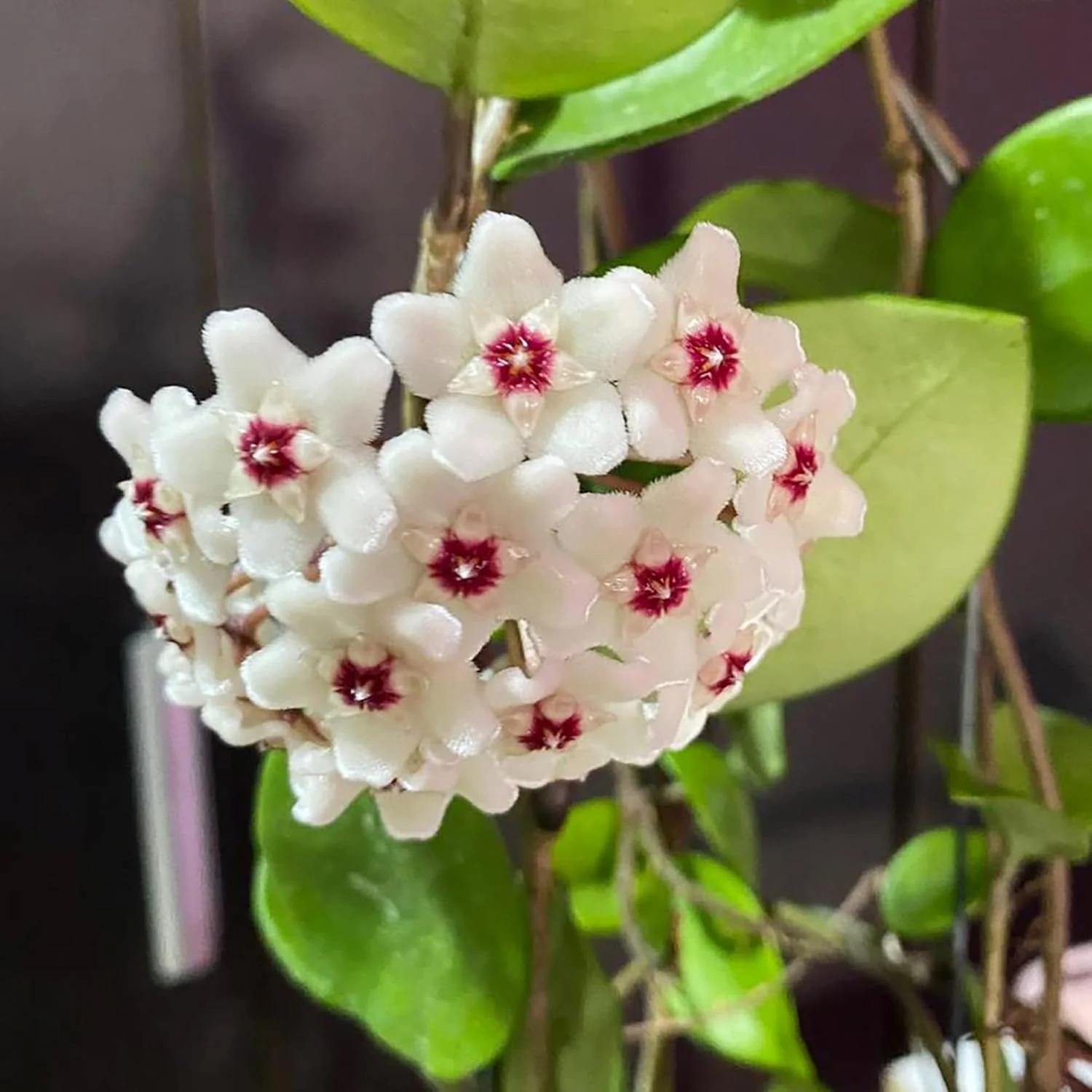 Hoya Carnosa Seeds (Wax Plant) - Attractive Waxy Foliage, Unique Growth Habit, Fragrant Star-Shaped Flowers, Low-Maintenance Houseplant for Hanging Basket - 100 Pieces - Image 6