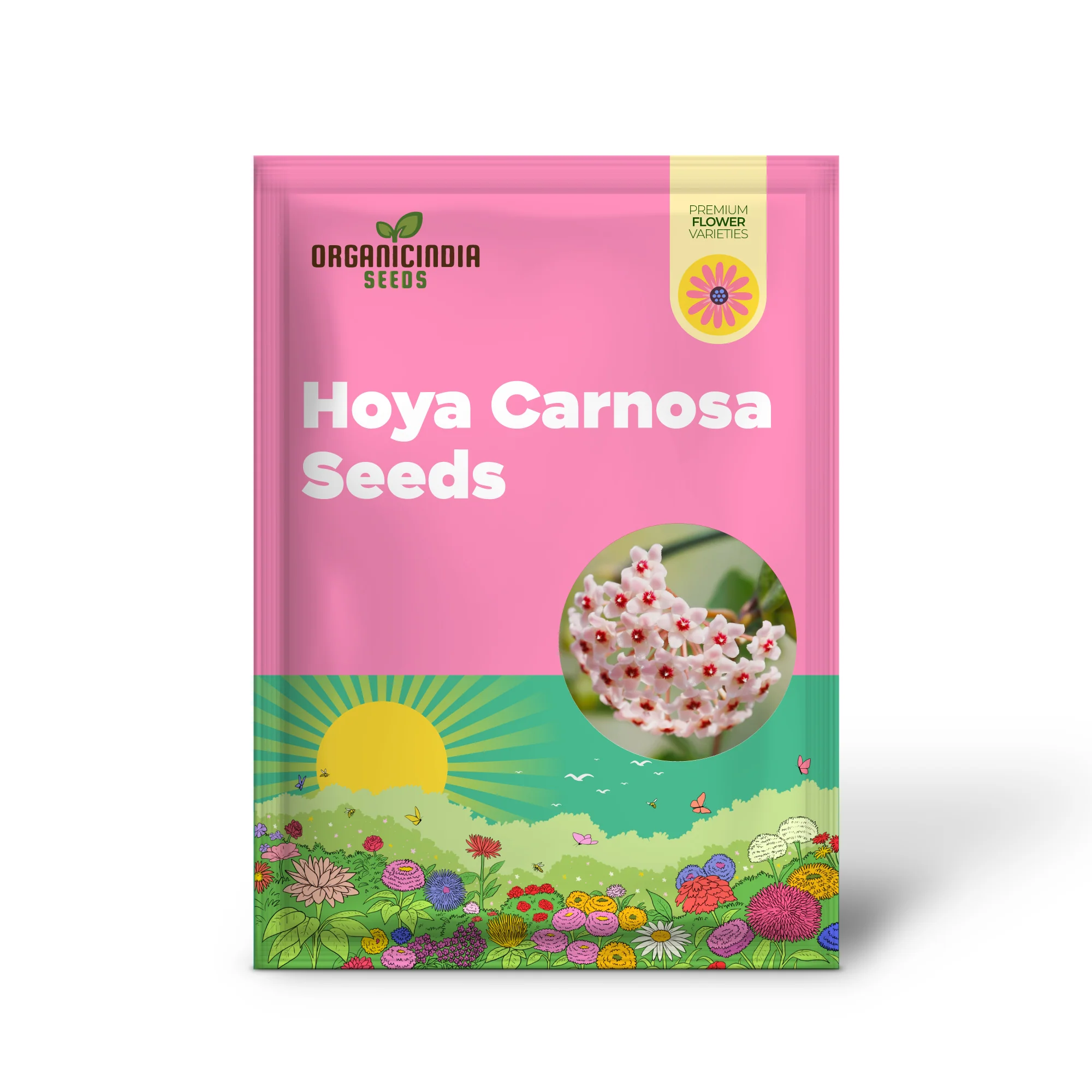 Hoya Carnosa Seeds, Wax Plant Seeds, Fragrant Perennial, Indoor Containers and Trellis - Image 2