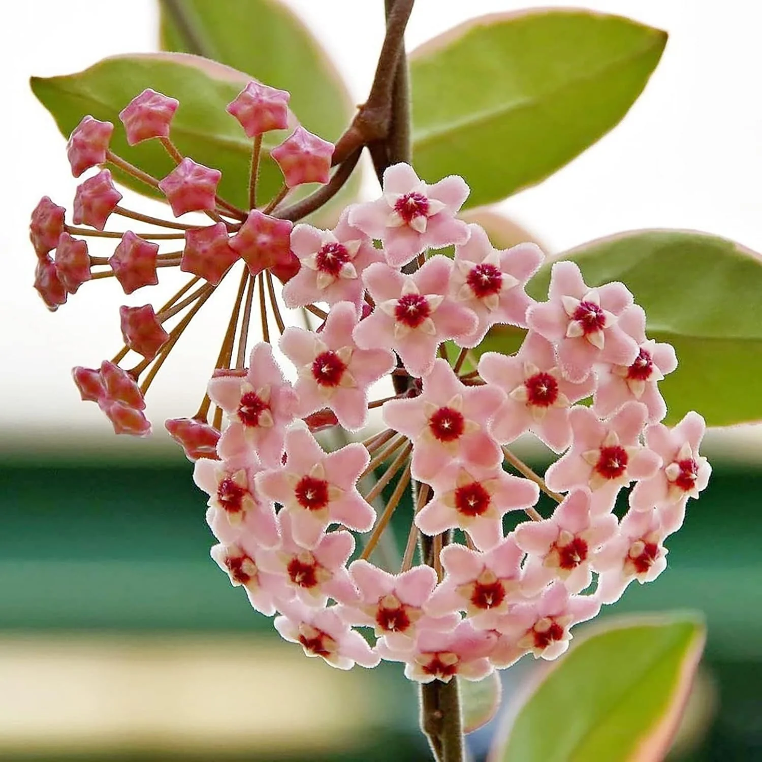 Hoya Carnosa Seeds, Wax Plant Seeds, Fragrant Perennial, Indoor Containers and Trellis - Image 3