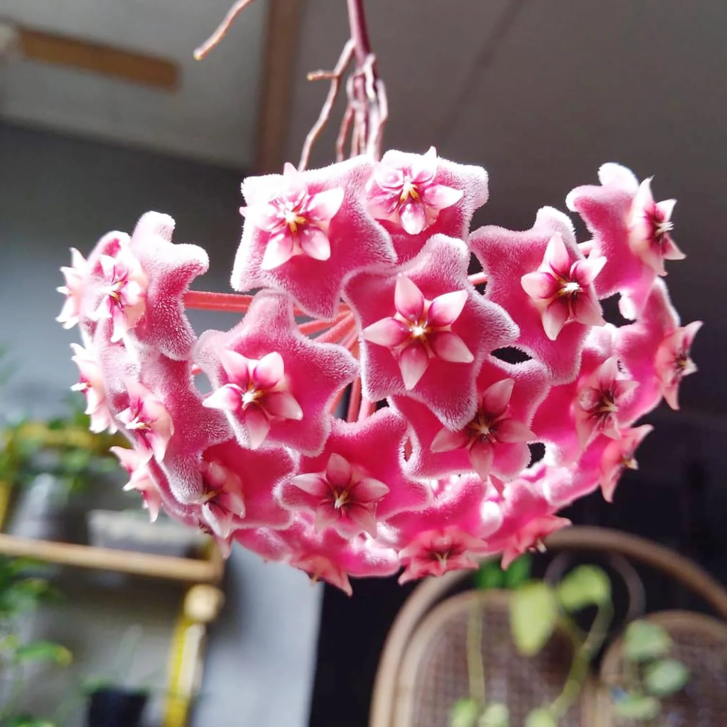 Hoya Carnosa Seeds, Wax Plant Seeds, Fragrant Perennial, Indoor Containers and Trellis - Image 4