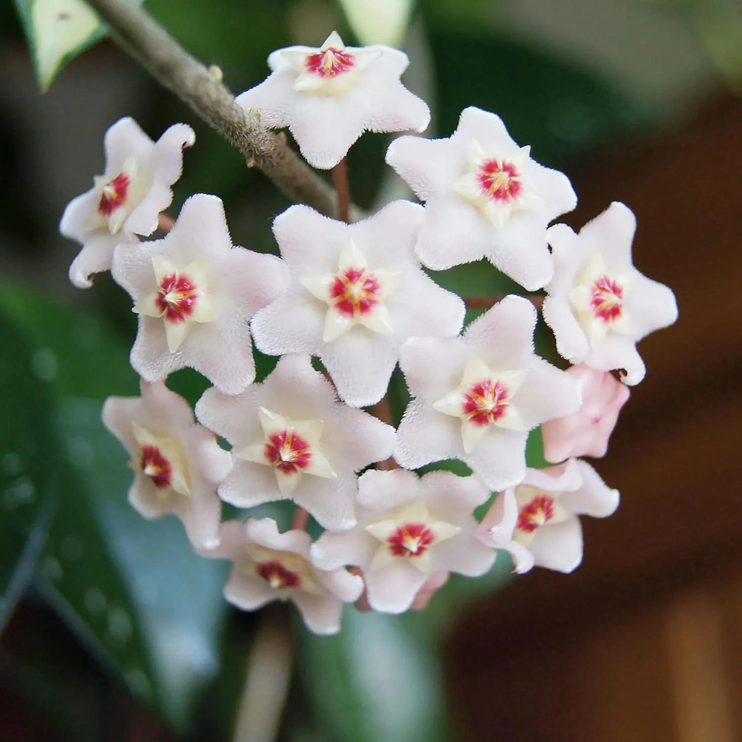 Hoya Carnosa Seeds, Wax Plant Seeds, Fragrant Perennial, Indoor Containers and Trellis - Image 5