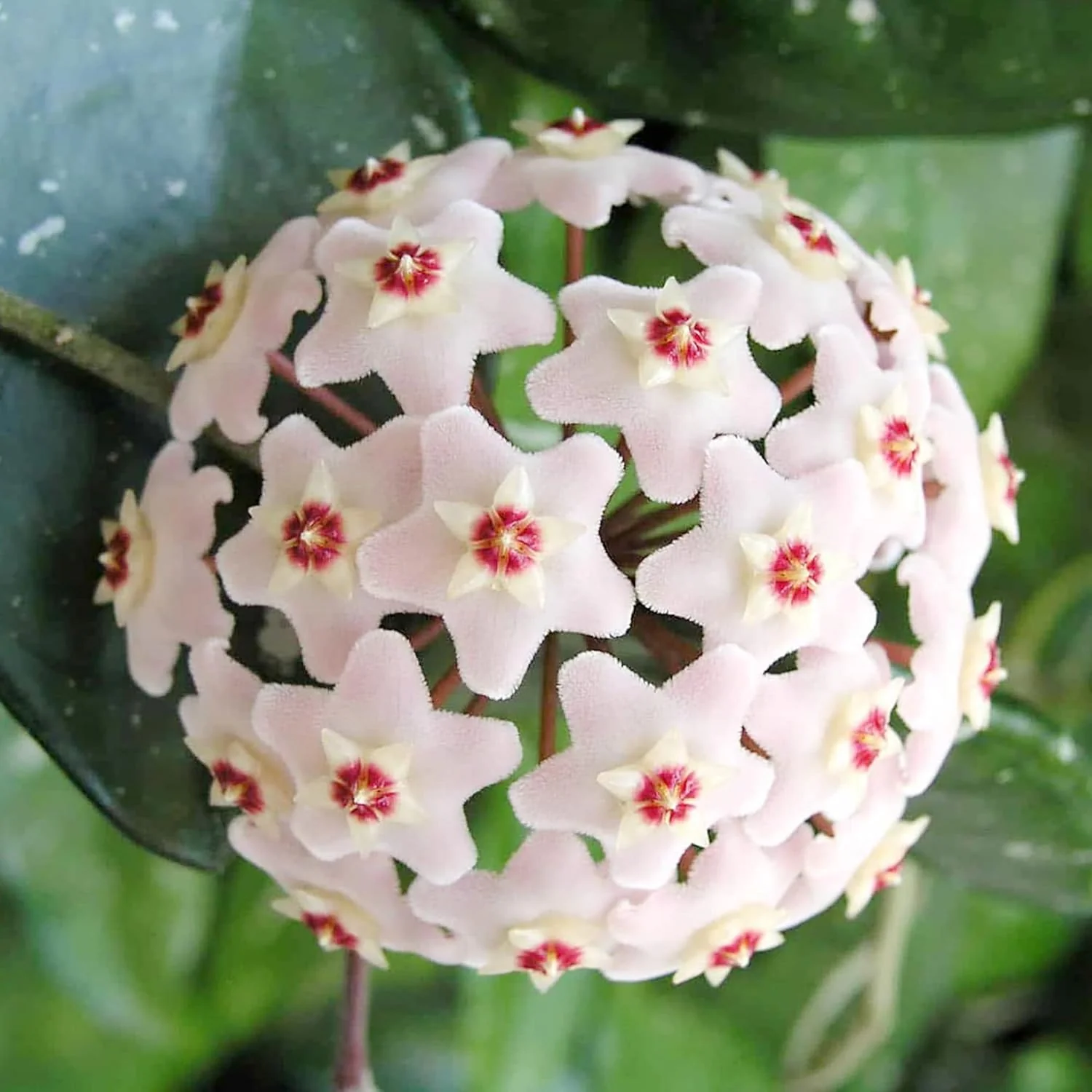 Hoya Carnosa Seeds, Wax Plant Seeds, Fragrant Perennial, Indoor Containers and Trellis - Image 6