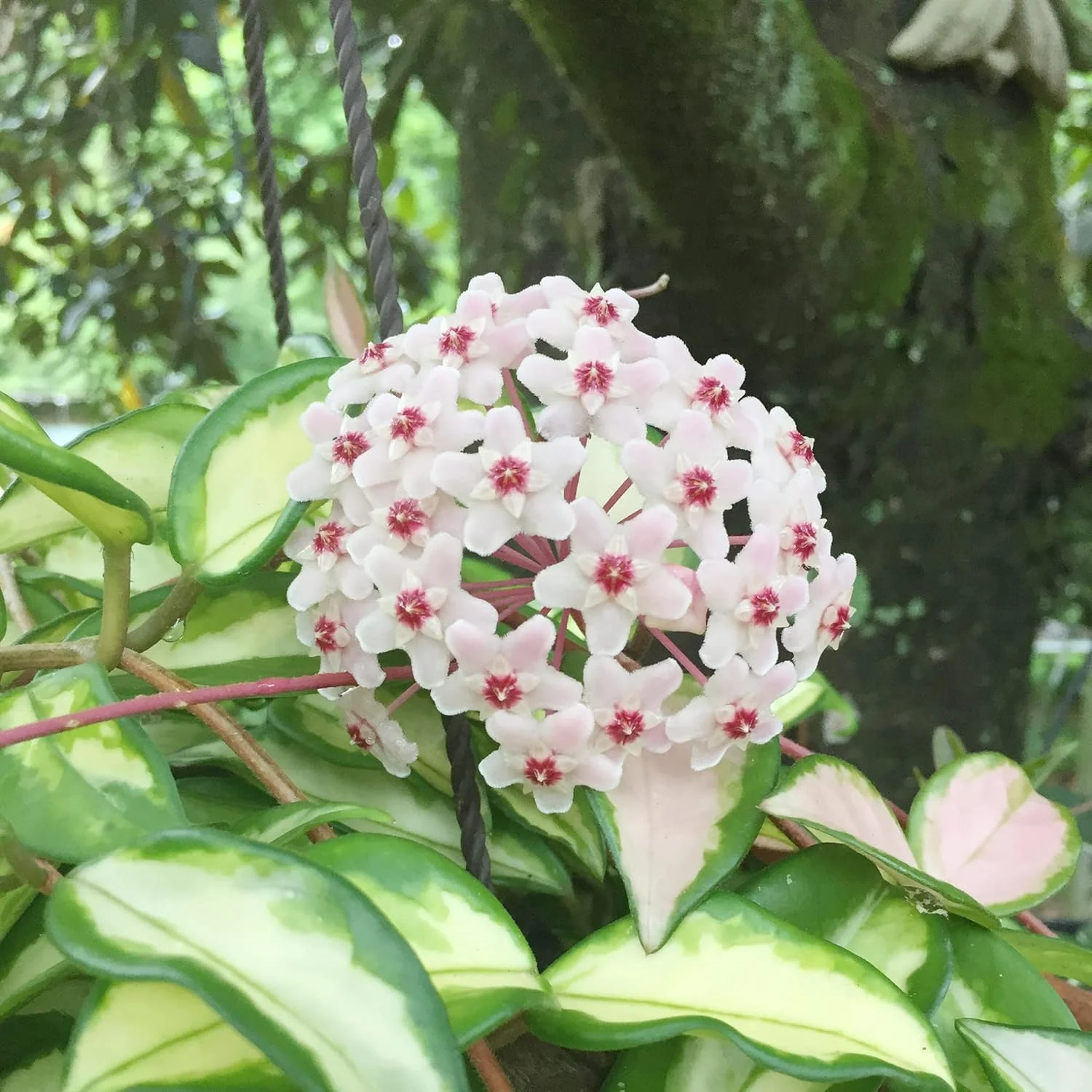 Hoya Carnosa Seeds, Wax Plant Seeds, Fragrant Perennial, Indoor Containers and Trellis - Image 7