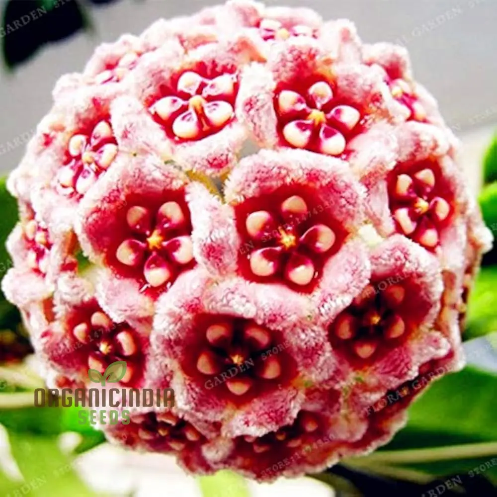Hoya Flower Seeds for Beautiful Planting - 100 pcs