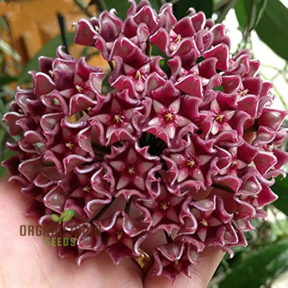 Hoya Flower Seeds for Beautiful Planting - 100 pcs - Image 3