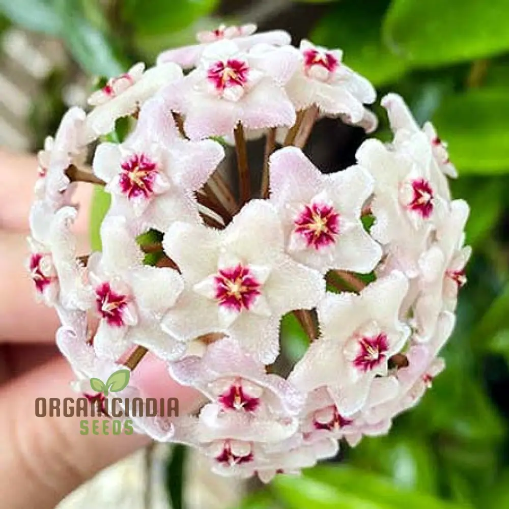 Hoya Flower Seeds for Beautiful Planting - 100 pcs - Image 4