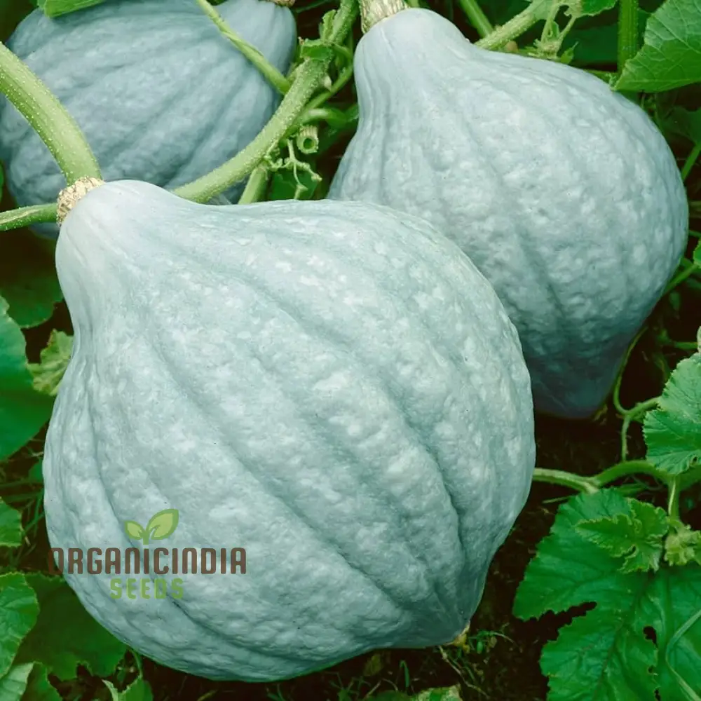 Hubbard Blue Winter Squash Seeds for Gardening Heirloom Seed Variety Perfect for Home Gardens